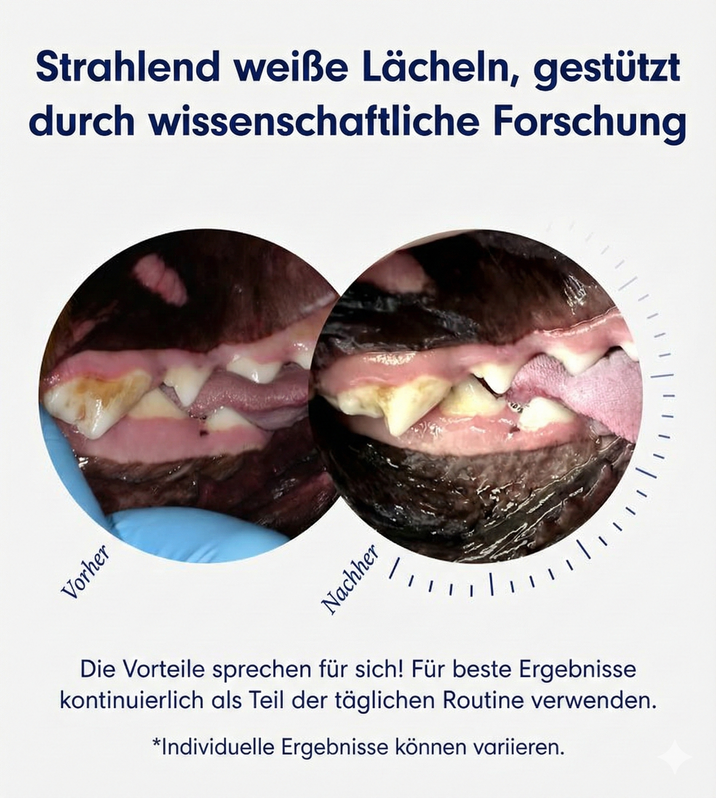 Frischer Atem, gesundes Zahnfleisch und saubere Zähne dank DE-01™ Dental Dogbiotics